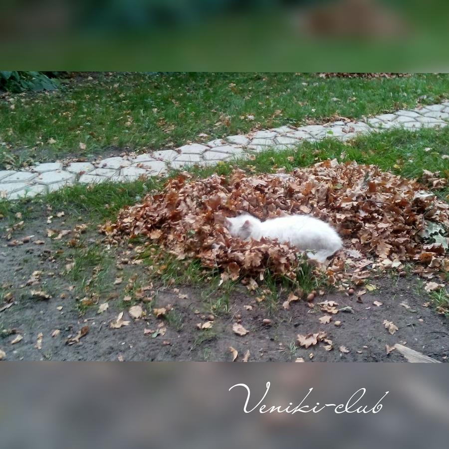 Готель Veniki-Club Ворзель Екстер'єр фото